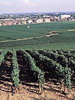 The Hospices de Beaune Vineyard 